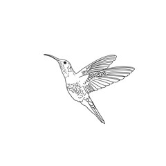 Hummingbirds, bird, tattoo, line simple, sketch