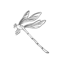 Dragon fly line art, tattoo design, simple line drawing, digital drawing