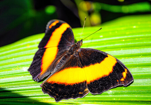 Colourful Butterfly" Images – Browse 148 Stock Photos, Vectors, and Video |  Adobe Stock