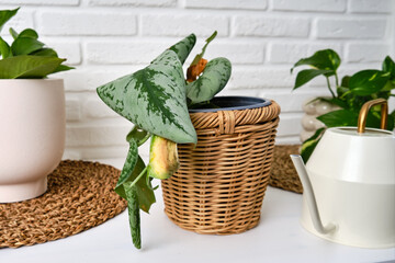 Wilted plants with yellow leafs in a pot, home living room. Dried flower in a flowerpot for indoor...
