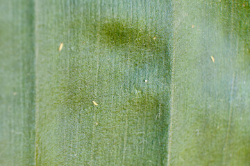 Pests on the leaves of a plant - thrips, macro close-up. Title houseplant leaf Strelitsia Nicholas
