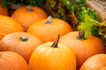 Harvest festival with autumn pumpkins and vegetables. Sale of agricultural crops on the outdoor market after the holiday, background, copy space