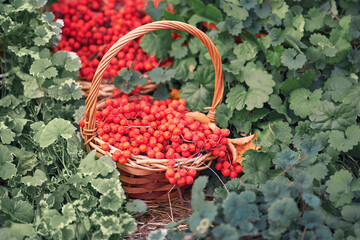 Red mountain ash in a wicker basket, among green leaves close-up