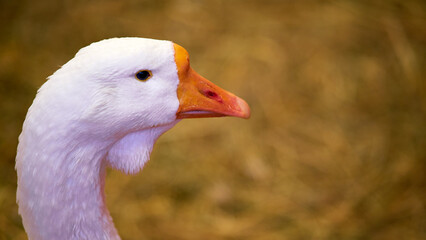 Domestic white geese in a barn on a farm, close-up
