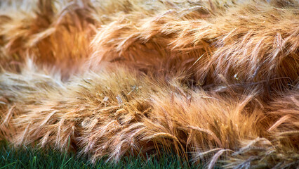 Ripe ears of wheat on dry stalks before harvesting, close-up