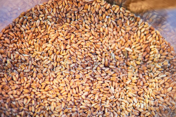 Wheat grains in a large transparent glass jar, close-up. A pile of wheat grain after harvest
