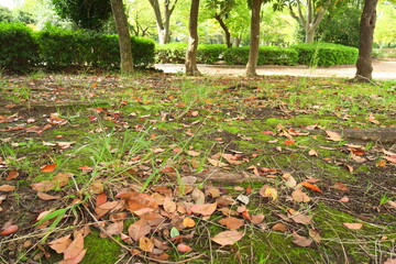 枯れ葉散る秋の公園風景