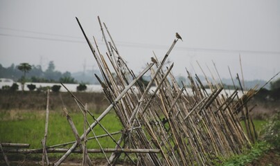 Aerial view of birds perching on woods with plants