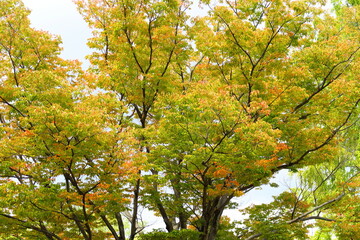 色づき始めた秋の公園の欅