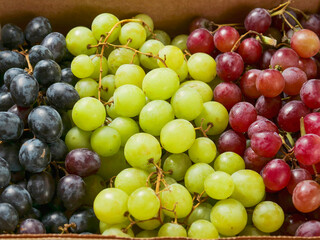 Close up of three different grapes black, green and red. Popular desert. Agriculture industry and food supply chain.