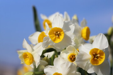 Naklejka premium 日本の冬の庭に咲く白い花びらと黄色い副花冠を持つフサザキスイセンの花