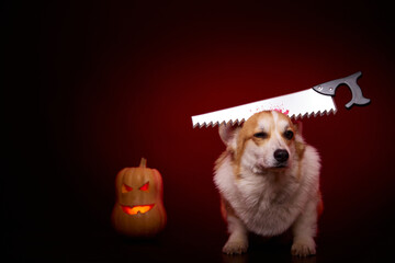 A corgi dog is dressed in a terrifying Halloween costume. The saw was stuck in the dog's head. A...