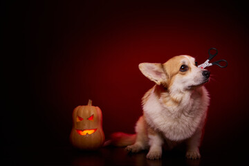 A corgi dog is dressed in a terrifying Halloween costume. The frightened face of a dog. Scissors are stuck in the dog's head. A dog and a pumpkin on a red background.