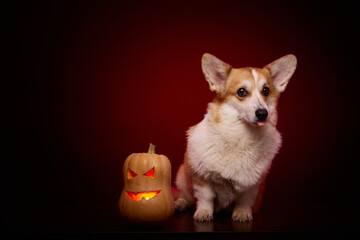 A corgi breed dog with a pumpkin for Halloween. A dog and a pumpkin on a red background. The dog is cute showing his tongue. Halloween treats are waiting for you. Trick or Treat.