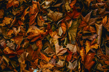Dry Maple Leaves. autumn colorful leaves background. brown autumn leaves background. Outdoor. backround of fallen autumn leaves perfect for seasonal use. Space for text.