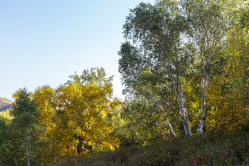 Fototapeta premium autumn grassland beautiful scenery in Inner Mongolia China