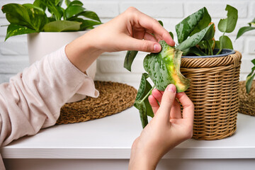 Woman gardener caring for withered plant in flower pot, home living room. Female hands with dried house plant. Scindapsus pictus trebie or silver vine