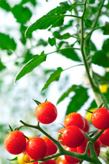 畑で実るミニトマト