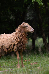 Dirty male sheep side profile