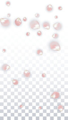 Pink Vector Realistic Petals Falling on Transparent Background.  Spring Romantic Flowers Illustration. Flying Petals. Sakura Spa Design. Blossom Confetti. Design Elements for Wedding Decoration.