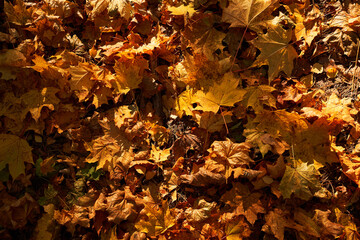 Carpet of autumn leaves underfoot. Concept of golden fall.