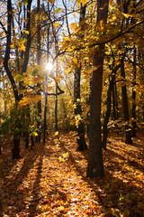 Obraz premium Park with a carpet of fallen leaves underfoot and golden trees.