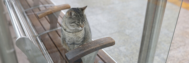 Lonely cat sits on benches in city