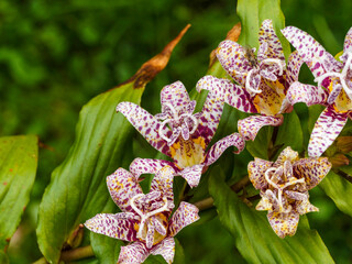 Tricyrtis formosana | Lis des crapauds de Formose. Grappes de fleurs étoilées, blanches,...