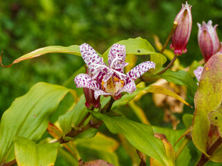 (Tricyrtis formosana) Fleurs étoilées décoratives de lis des crapauds de Formose à sépales...