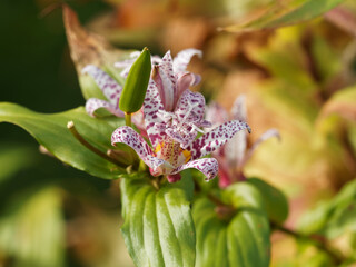 Tricyrtis formosana | Lis des crapauds de Formose. Petites fleurs &eacute;toil&eacute;es, raffin&eacute;es blanches, mouchet&eacute;es de pourpre 