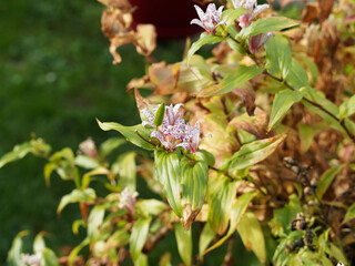 Tricyrtis formosana ou lis des crapauds de Formose, arbuste décoratif à fleurs étoilées, blanches, mouchetées de pourpre au faux airs d'orchidées