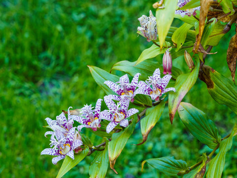 (Tricyrtis formosana) Fleurs &eacute;toil&eacute;es d&eacute;coratives de lis des crapauds de Formose &agrave; s&eacute;pales blanc piquet&eacute; de poupre et feuillage oval, lanc&eacute;ol&eacute; vert sombre