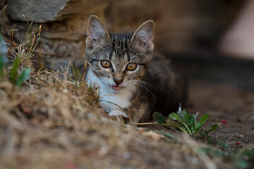 Tabby kitten explores the garden