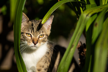 Tabby kitten explores the garden