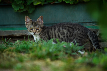 Tabby kitten explores the garden
