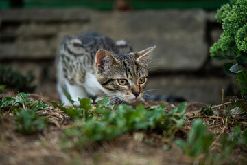 Tabby kitten explores the garden