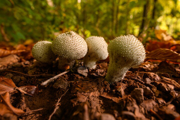 Wild mushroom background. Inedible mushrooms growing in their natural forest habitat. Seasonal mushrooms autumn background.