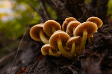 Wild mushroom background. Inedible mushrooms growing in their natural forest habitat. Seasonal mushrooms autumn background.