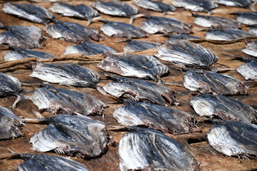 The procedure of drying salty fish.