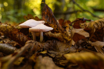 Wild mushroom background. Inedible mushrooms growing in their natural forest habitat. Seasonal mushrooms autumn background.