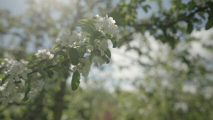 Slow motion gimbal shot of white apple tree blossom in late sprink or early summer