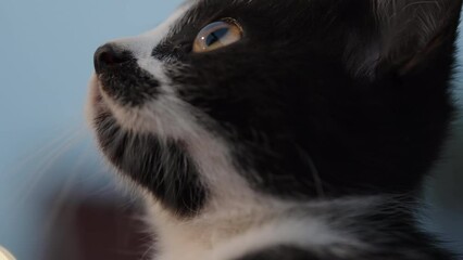 The muzzle of a black and white kitten looks up into the sky, eyes close-up.