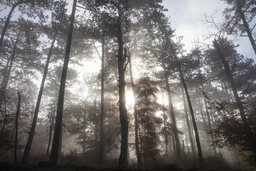 colorful autumn forest in the mist