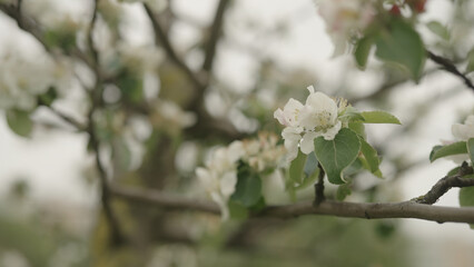 white apple flowers on a young tree closeup