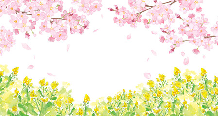 桜と菜の花が咲く、春の風景。水彩イラスト。（透過背景）