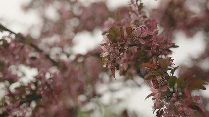 dark pink apple flowers on a young tree closeup