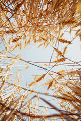 Golden wheat field. Agriculture plant summer. Background of ripening ears of meadow wheat field. 