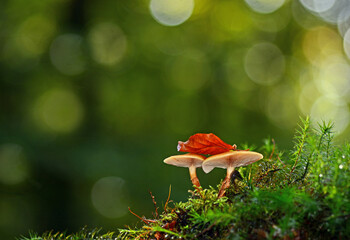 Herbstzeit im Wald