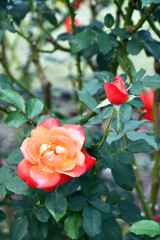 バラ（フリュイテ）