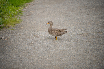 Gadwall